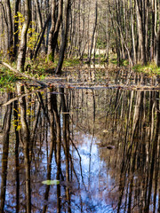 Obraz premium Water in river reflecting trees trunks. Narrow river in dense forest. Suwalki Landscape Park, Poland, Europe.