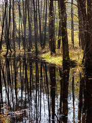 Water in forest between trees. Dark tree trunks reflected in river water. Turtul, Poland, Europe.