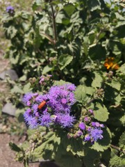 purple flowers in the garden