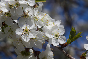 Fototapeta premium Blossoming apple tree in April.