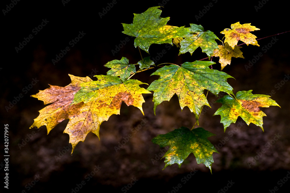 Wall mural isolated closeup view of maple leaves transitioning into autumn colors.