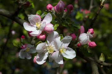 Fototapeta na wymiar Blossoming apple tree in April.
