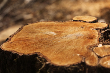 stump from a cut tree. Pine tree forestry exploitation in a sunny day. overexploitation leads to deforestation endangering environment and sustainability. deforestation, selective focus