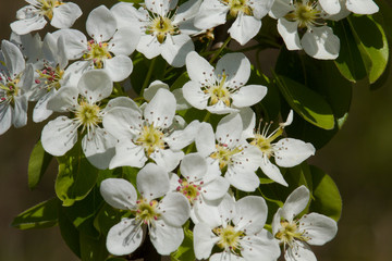 Blossoming apple tree in April.