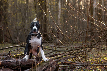 A dog sits on logs in the forest and looks at the camera