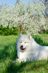 White Samoyed dog lies on a green spring grass, against a background of a blossoming tree.