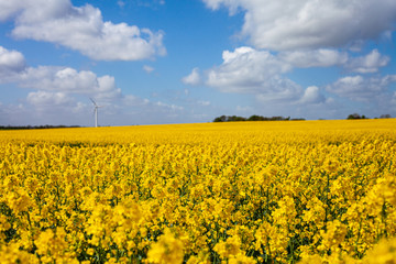 Fototapeta premium Canola fields blooming in Denmark in summer. beautiful yellow fields.