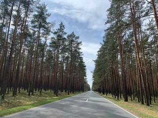 road in the woods