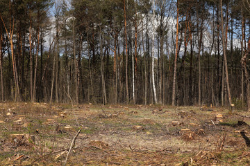 Freshly illegal cutted pine wood stumps in the pine forest, conceptual image of deforestation. tree...
