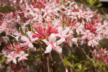 Pink flowers outdoors