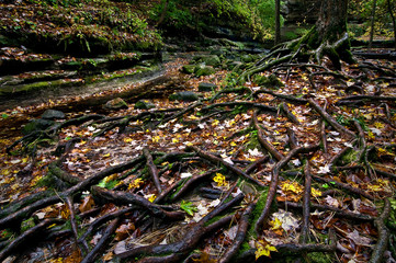 Autumn leaves cover an immense system of exposed tree roots.