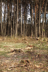 Freshly illegal cutted pine wood stumps in the pine forest, conceptual image of deforestation. tree stumps. selective focus.