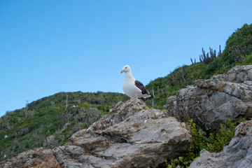 One bird on the rock. Seagull sit on a rock against a background of green bushes, cacti and blue sky.