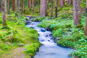 Obraz premium Mountain stream surrounded by greenery and woods