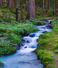 Mountain stream surrounded by greenery and woods