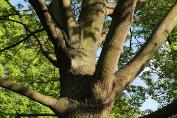 Trunk of a large old oak in a spring park