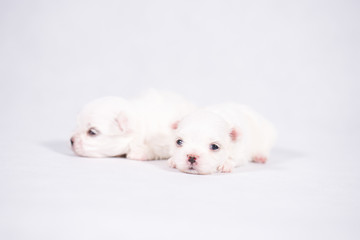 The Maltese is a breed of dog in the toy group. Maltese puppies are sleeping on a white background.