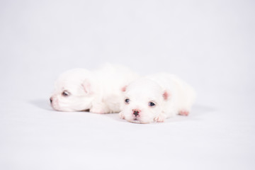 Fototapeta premium The Maltese is a breed of dog in the toy group. Maltese puppies are sleeping on a white background.