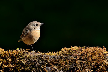  tarabilla europea  hembra posada en el musgo y fondo verde  (saxicola rubicola) Marbella...