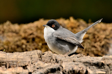 curruca cabecinegra sobre un tronco con musgo (Sylvia melanocephala) Marbella Andalucía España