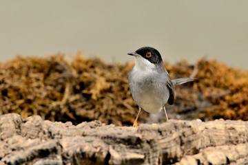 curruca cabecinegra sobre un tronco con musgo  (Sylvia melanocephala) Marbella Andalucía España