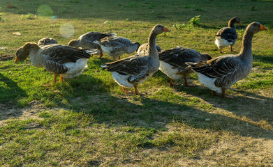 A flock of geese in a meadow in summer. Selective focus.