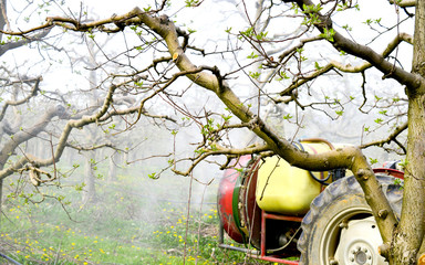 spraying apple orchard in spring image