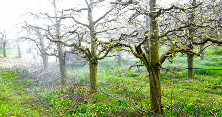 spraying apple orchard in spring image