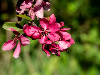 CLOSEUP OF CHERRY BLOSSOM  