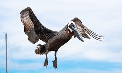 Brown Pelican flying over Bradenton Beach Florida.