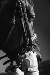 Fototapeta na wymiar Horse rider saddle up the thoroughbred horse for dressage or equestrian race