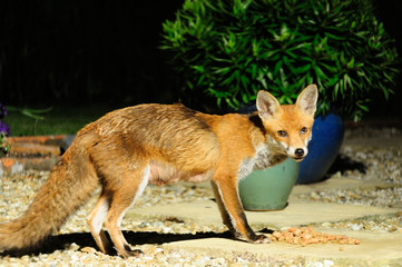 Fox in the garden looking at the camera
