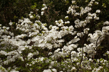Azalea Bushes in the Sunshine