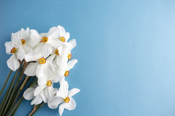 Spring flowers. Narcissus on blue background. Free copy space