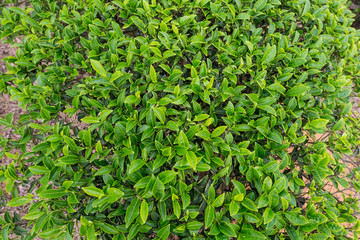 Obraz premium background of tea leaves
