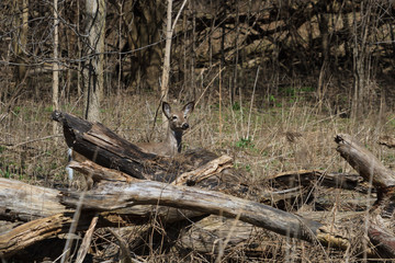 White-tailed Deer out from behind a pile of fallen logs. 