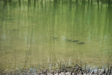 Silhouettes of fish in the green dirty water of a parched forest lake in Ukraine. Trees are reflected in the water. Environmental disaster.