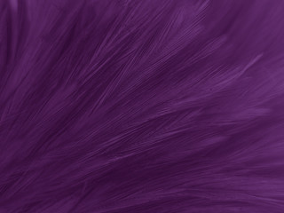 Beautiful abstract white and purple feathers on white background and soft white feather texture on white pattern and purple background, feather pink background , purple banners