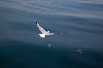 Seagulls flying over the Sea of Galilee 