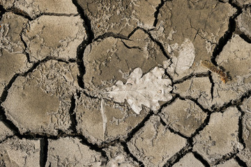 Natural soil texture. Dehydration of soil. Dry oak leaf on the surface. Environmental disaster in Ukraine.