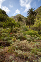 Fototapeta na wymiar Ravine on Isla de la Gomera, Canary Islands