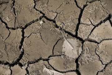 Natural soil texture. Dehydration of soil. Dry aspen leaf on the surface. Environmental disaster in Ukraine.