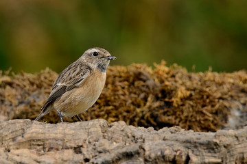   tarabilla hembra posada en una rama con fondo natural en vede  (saxicola rubicola) Marbella Andalucía España 