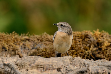   tarabilla hembra posada en una rama con fondo natural en vede  (saxicola rubicola) Marbella Andalucía España 