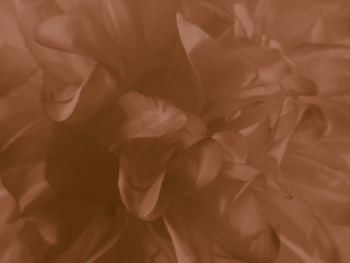 Fototapeta premium Beautiful abstract color black and yellow flowers on black background and gold flower frame and brown leaves texture, dark background, orange and gold love banner, brown and dark background