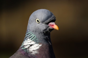 portrait of a pigeon
