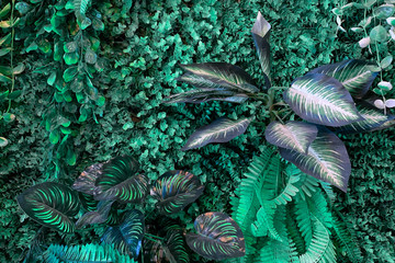 closeup nature view of green leaf and palms background. Flat lay, dark nature concept, tropical leaf