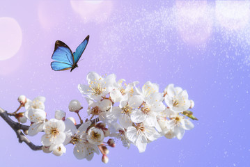 Beautiful butterfly, branch blossoming cherry, lilac background macro. Artistic image nature, cherry flower, copy space.
