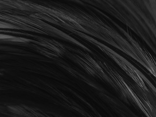 Beautiful abstract white and black feathers on white background and soft white feather texture on white pattern and dark background, gray feather background, black banners