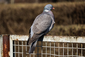 Bigeon on the fens